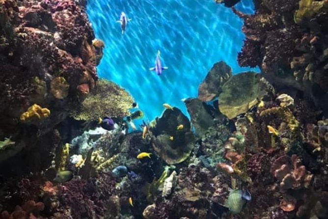 Spain Aquarium Tour
